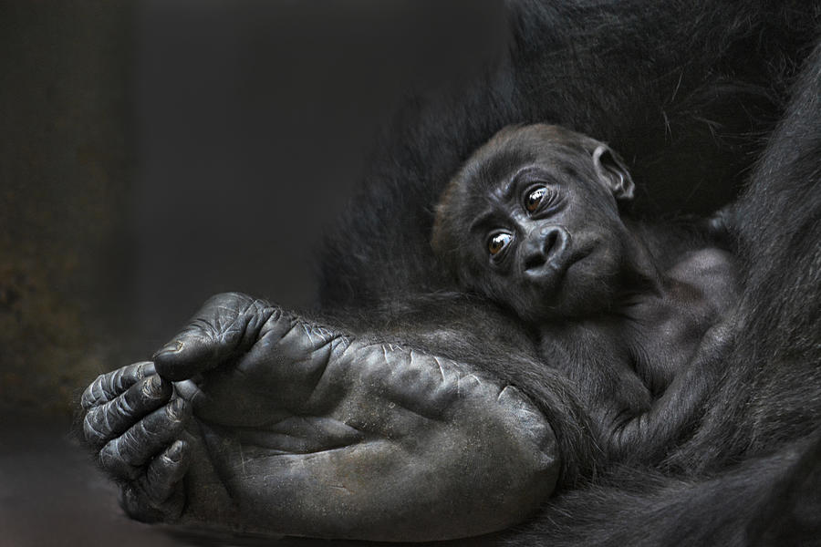 Bigfoots Baby Photograph by Joachim G Pinkawa