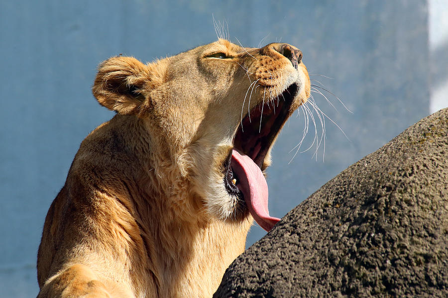 Bigger Yawn Photograph by David Stasiak