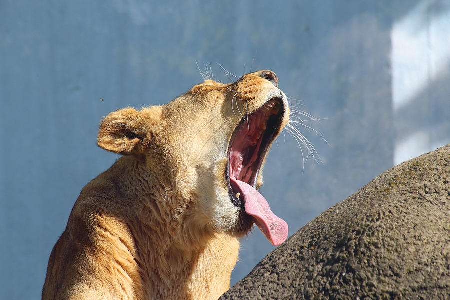Biggest Yawn Photograph by David Stasiak