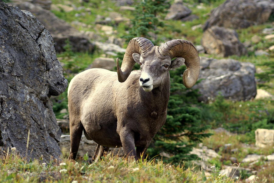 Bighorn 1 Photograph by Marty Koch - Fine Art America