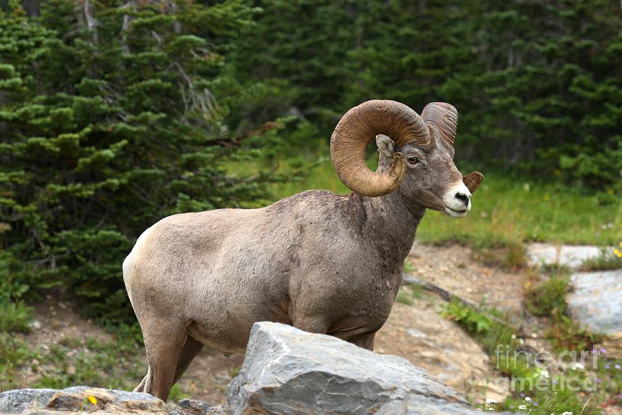 Glacier National Park Photograph - Bighorn And A Boulder by Adam Jewell