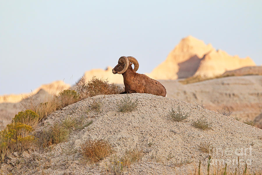 Bighorn at the Badlands  8439 Photograph by Jack Schultz