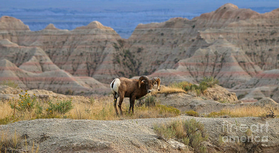 Bighorn at the Badlands  8450 Photograph by Jack Schultz