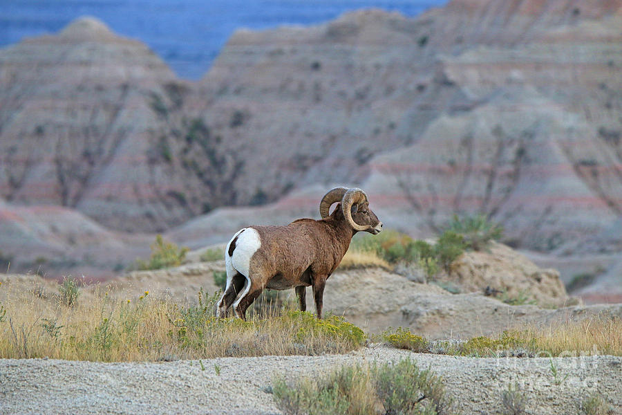 Bighorn at the Badlands  8493 Photograph by Jack Schultz