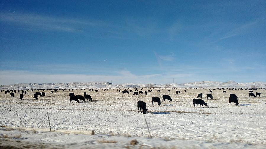 Bighorn Basin Cattle Photograph by Heather Maxwell - Fine Art America