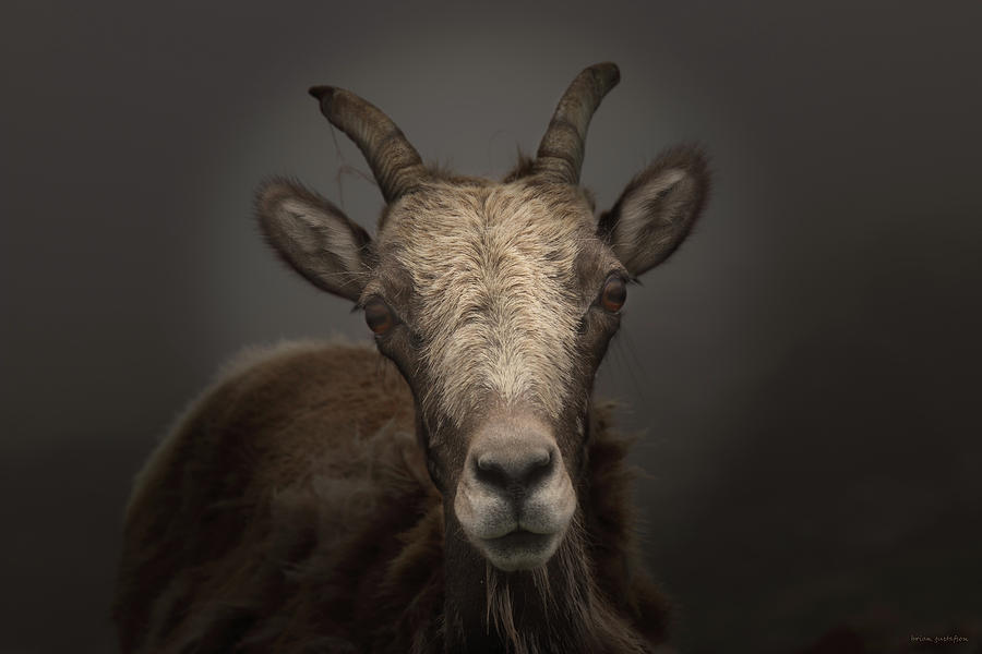Wildlife Photograph - Bighorn Beauty by Brian Gustafson