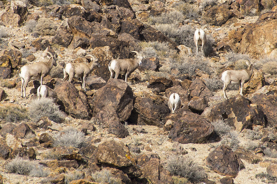 Bighorn Camouflage  Photograph by Janis Knight