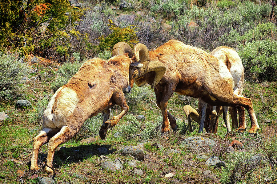 Bighorn Contact Photograph by Greg Norrell