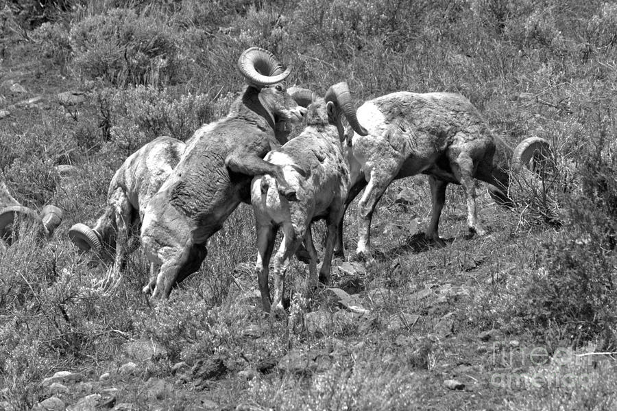 Bighorn Dominance Black And White Photograph by Adam Jewell
