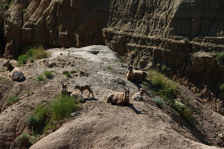 Bighorn Family In The Badland  Photograph by Christiane Schulze Art And Photography