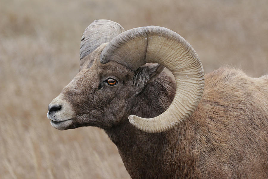 Bighorn Portrait II Photograph by Genna Card - Fine Art America