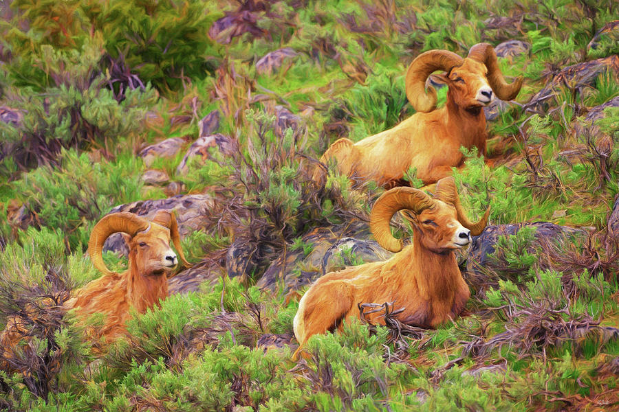 Bighorn Impressions Photograph by Greg Norrell
