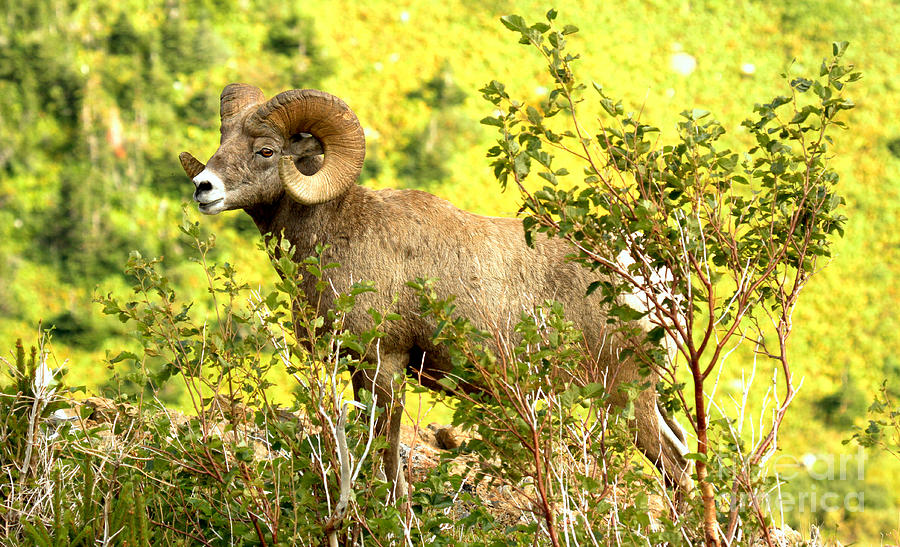 Bighorn In The Brush Photograph by Adam Jewell