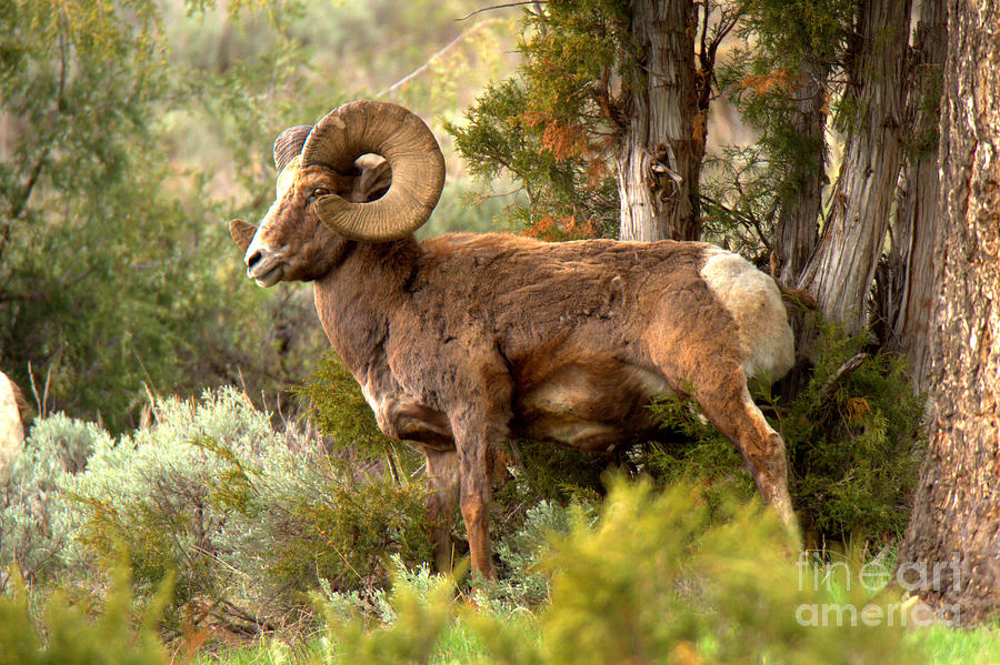 Yellowstone National Park Photograph - Bighorn In The Lamar Valley Forest by Adam Jewell