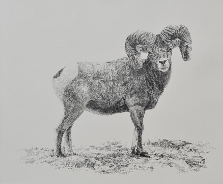 Sheep Painting - Bighorn by Jim Young 