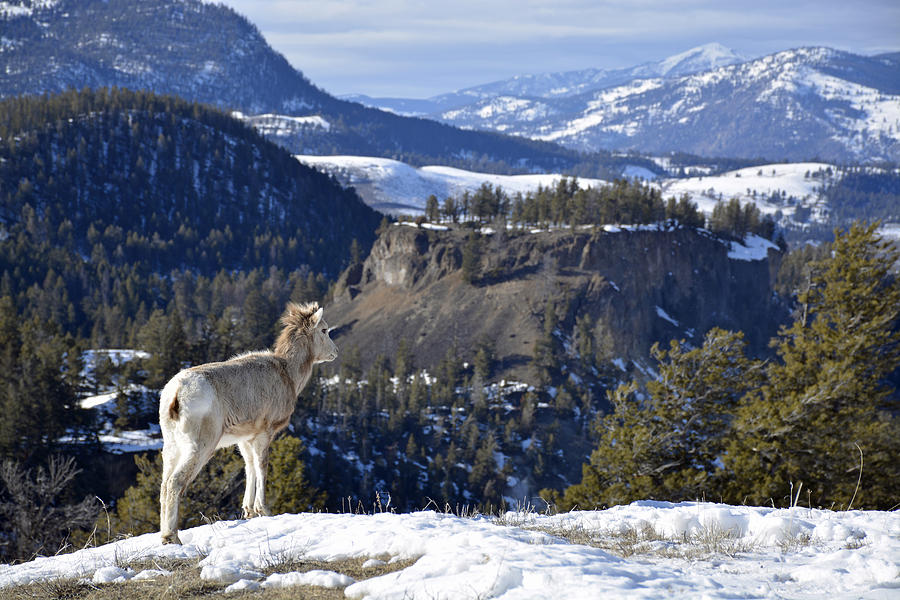 Bighorn Lamb in Yellowstone Photograph by Bruce Gourley