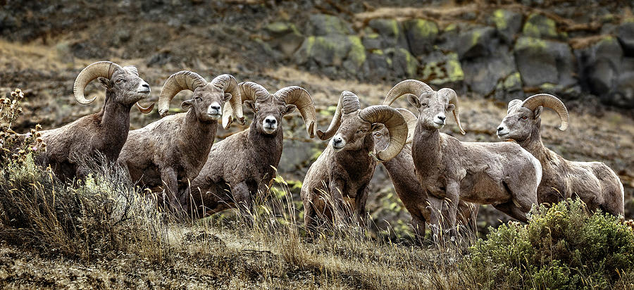 Bighorn Line Up Photograph by Wes and Dotty Weber
