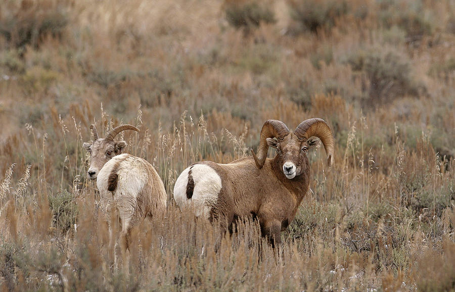 Bighorn Mates Photograph by Ronnie And Frances Howard
