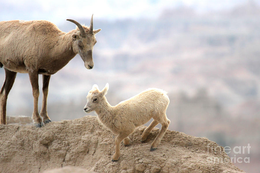 Bighorn Mom And Junior Photograph by Adam Jewell