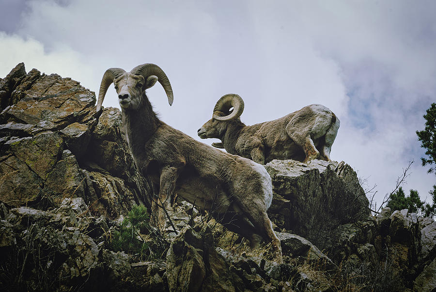 Bighorn Pair by Jason Coward Bighorn Pair by Jason Coward