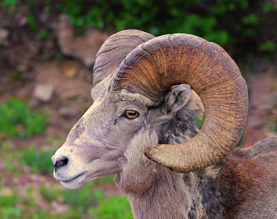 Bighorn Portrait Photograph by Loree Johnson