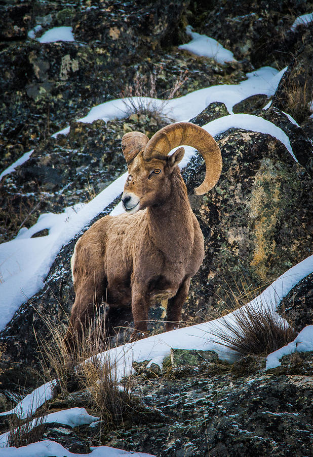 Bighorn Ram 2 Photograph by Jason Brooks