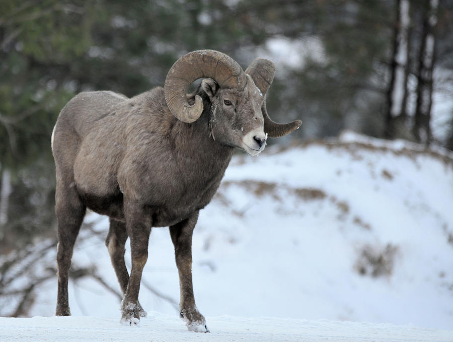 Bighorn Ram 2 Photograph by Whispering Peaks Photography