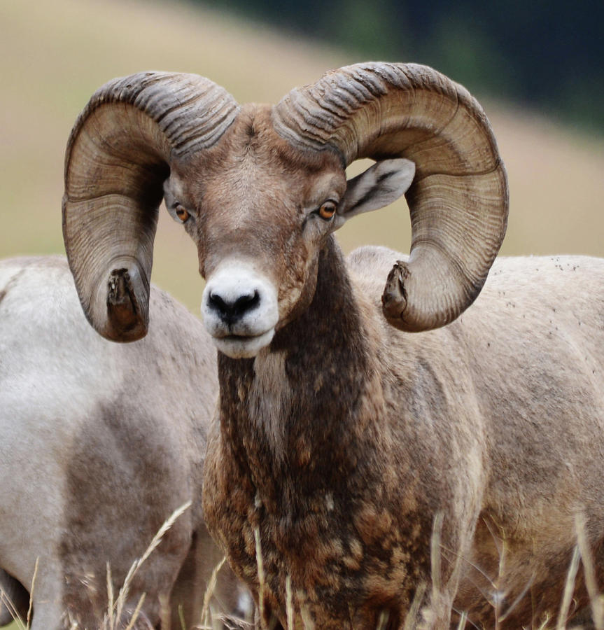 Bighorn Ram 3 Photograph by Whispering Peaks Photography