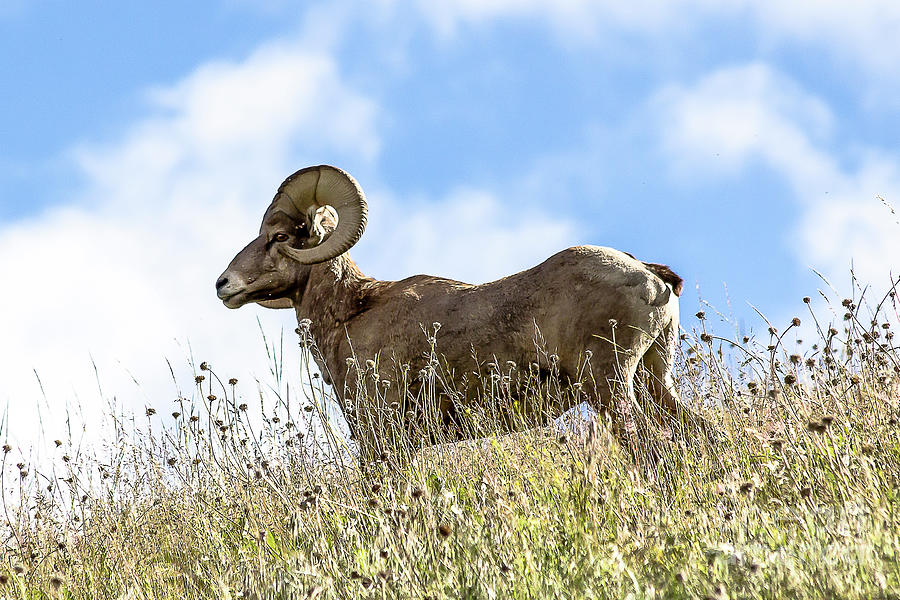 Bighorn Ram Photograph by Amy Sorvillo