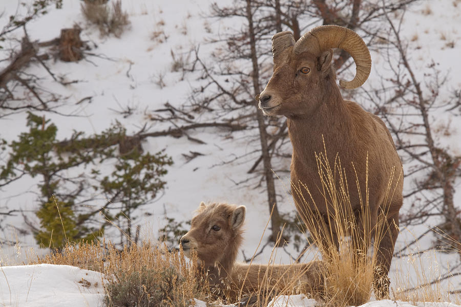 Bighorn Ram and Kid Photograph by Gary Beeler