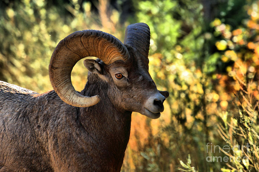 Bighorn Ram At Waterton Lakes Photograph by Adam Jewell