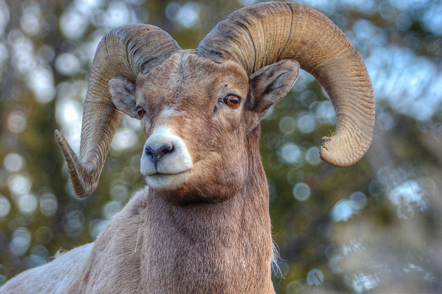 Bighorn Ram by the river Photograph by Thomas Szajner - Fine Art America