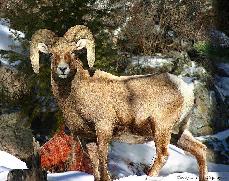Wildlife Photograph - Bighorn Ram by Perspective Imagery Wildlife Photograph - Bighorn Ram by Perspective Imagery