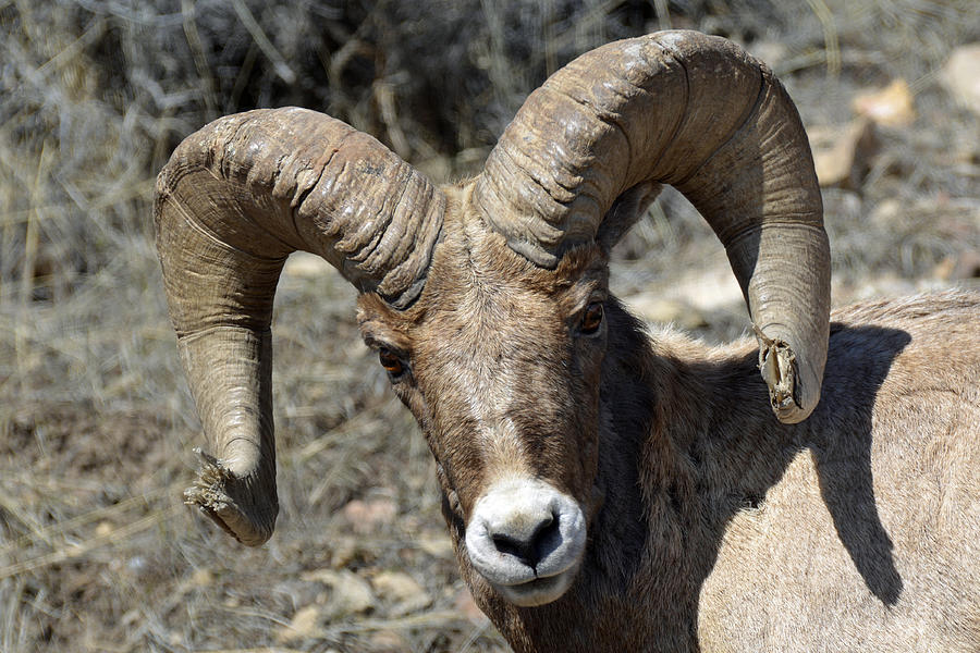 Bighorn Ram Face to Face Photograph by Bruce Gourley