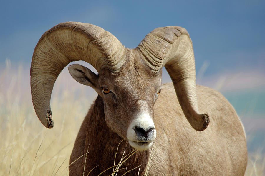 Bighorn Ram Photograph by Larry Kjorvestad - Fine Art America