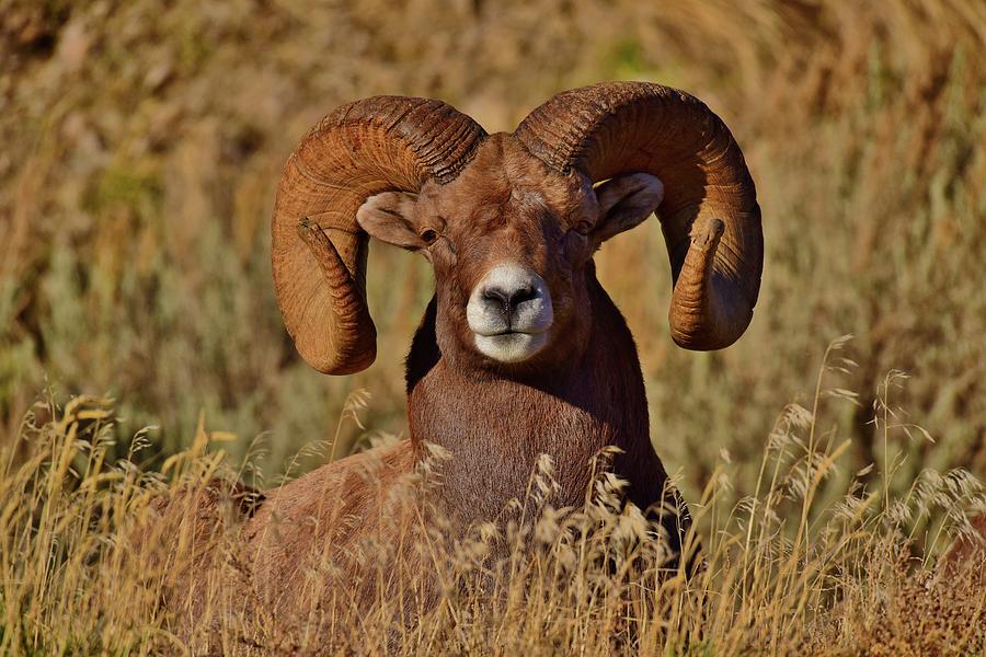 Bighorn Ram Photograph by Montana Call of the Wild Photography Dennis ...