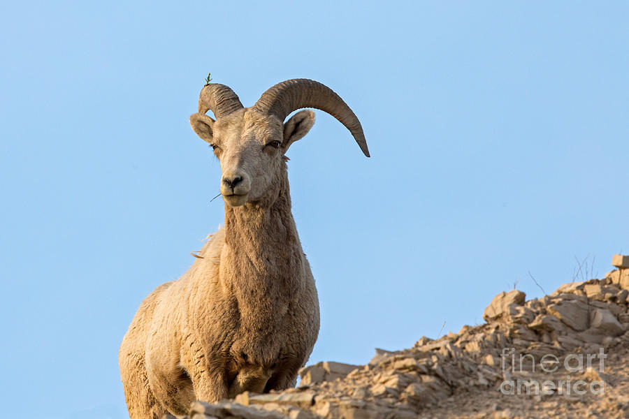 BigHorn Ram Photograph by Natural Focal Point Photography