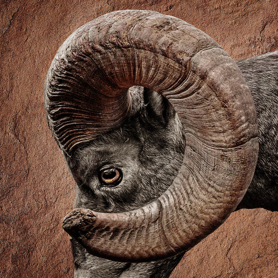 Bighorn Ram Up Close Photograph by Wes and Dotty Weber