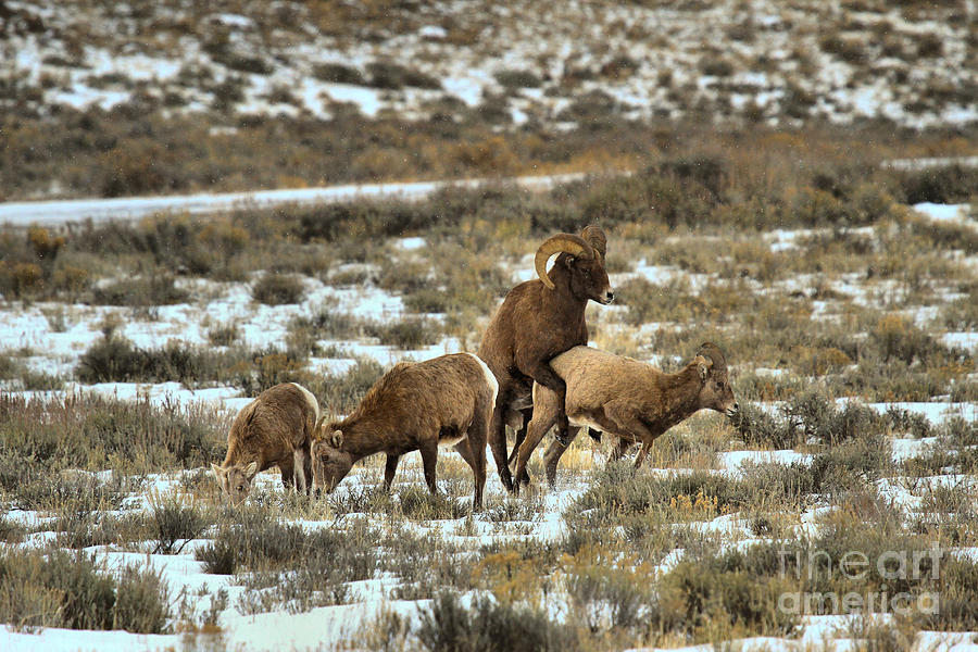 Bighorn Reproduction Photograph by Adam Jewell