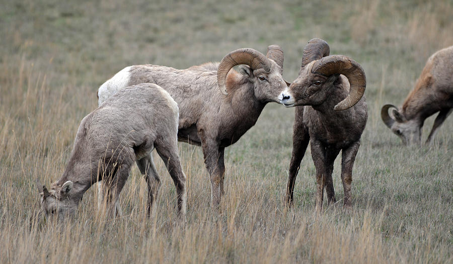 Nature Photograph - Bighorn Sheep 2 by Whispering Peaks Photography