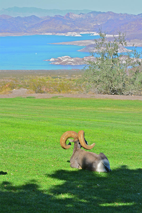 Bighorn Sheep above Lake Mead Photograph by Don Mercer