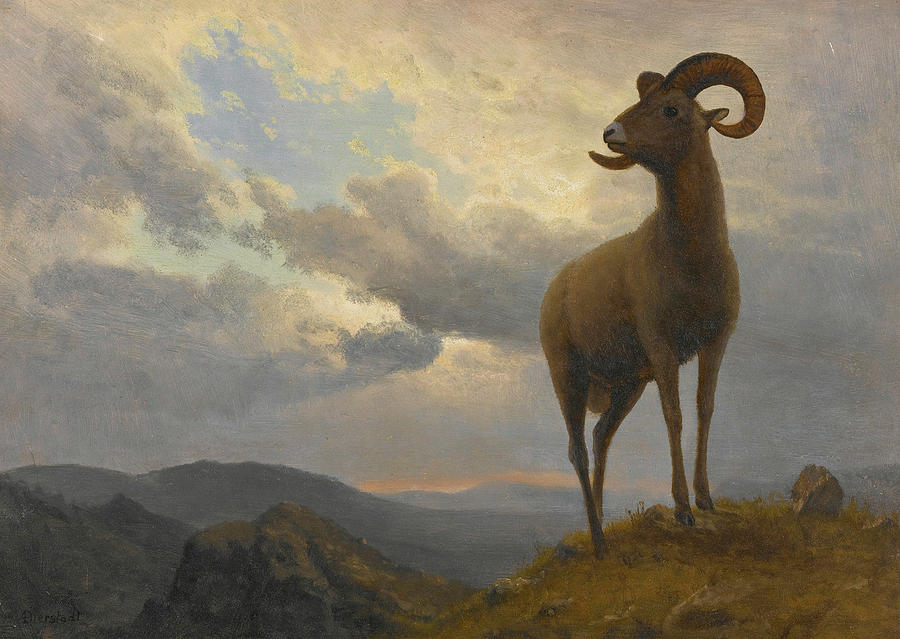 Bighorn Sheep Painting by Albert Bierstadt
