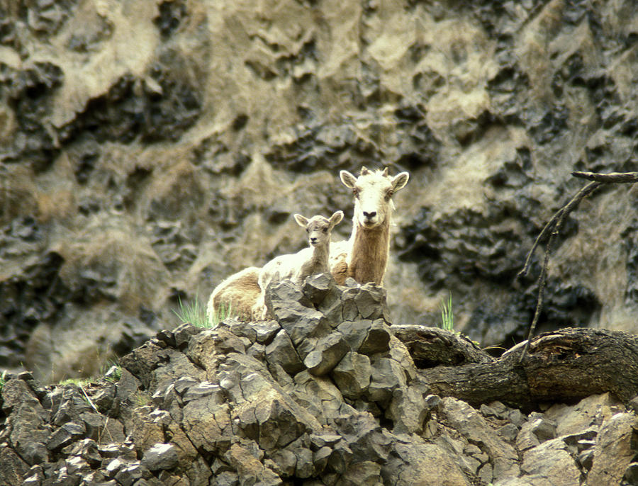 Bighorn Sheep and Calf Photograph by John Burk