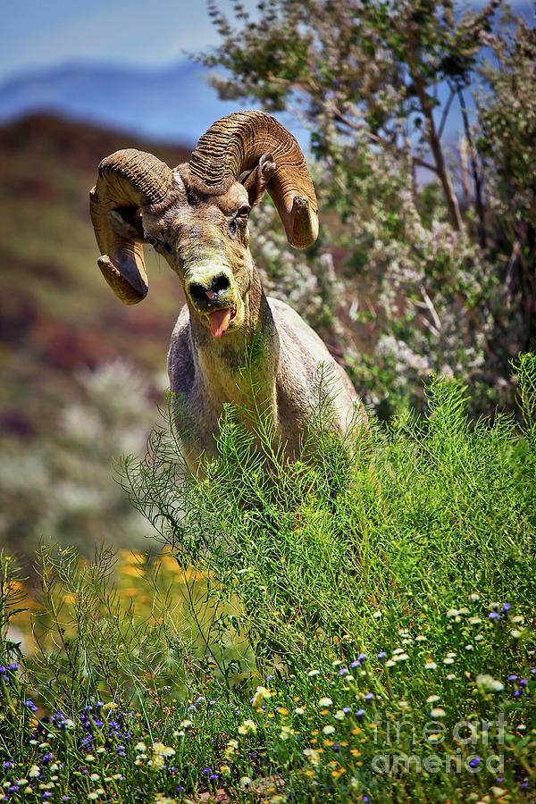 Bighorn Sheep and Wildflowers in Anza Borrego Desert State Park Photograph by Sam Antonio