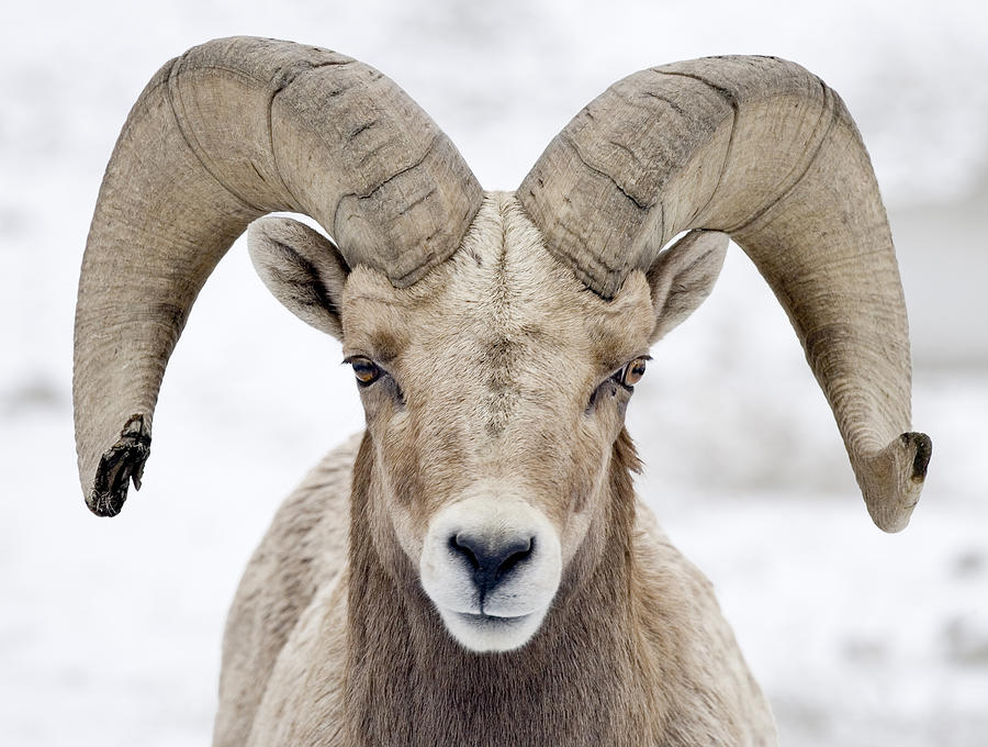 Bighorn Sheep at Umtanum Ridge Washington USA Photograph by Ed Book ...