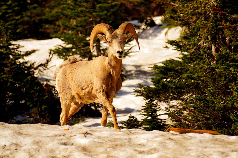 Bighorn Sheep Photograph by Beth Collins