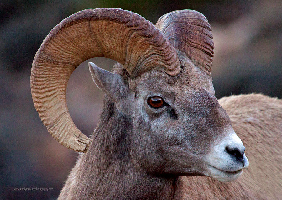 Bighorn Sheep, Bighorn Canyon NRA Photograph by Marilyn Feather - Pixels