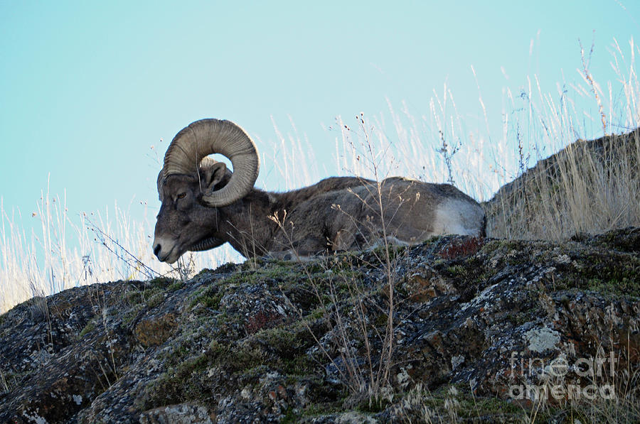 Bighorn Sheep Photograph by Cindy Murphy - NightVisions