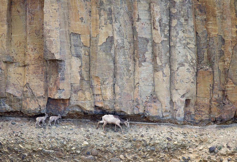Bighorn Sheep Cliffs Photograph by Max Waugh
