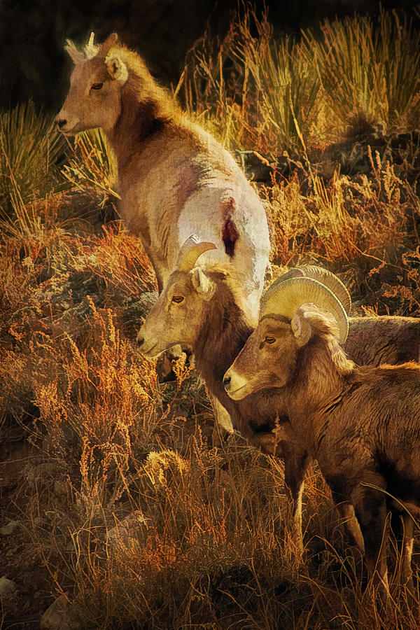 Bighorn Sheep Digital Painting Photograph by Priscilla Burgers